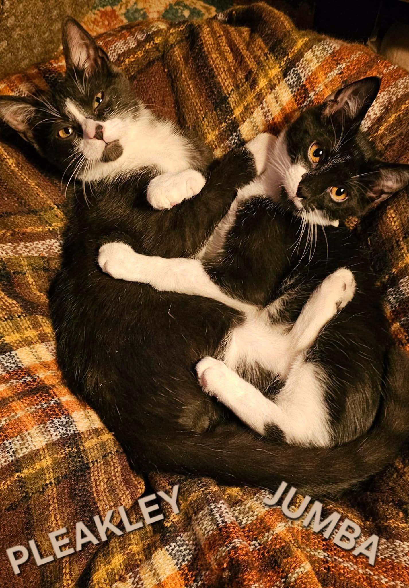 Enlarge Pleakley, a Adoptable Domestic Short Hair in Fort Oglethorpe, GA image 2/5