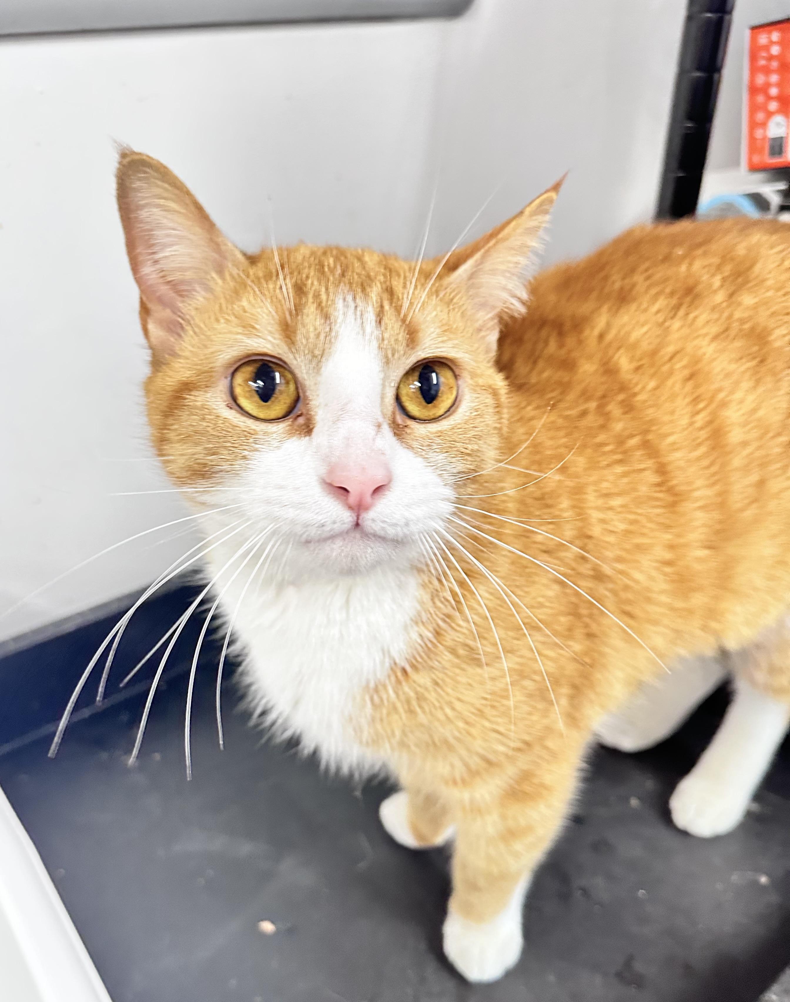 Bexley, Adult Female Domestic Short Hair