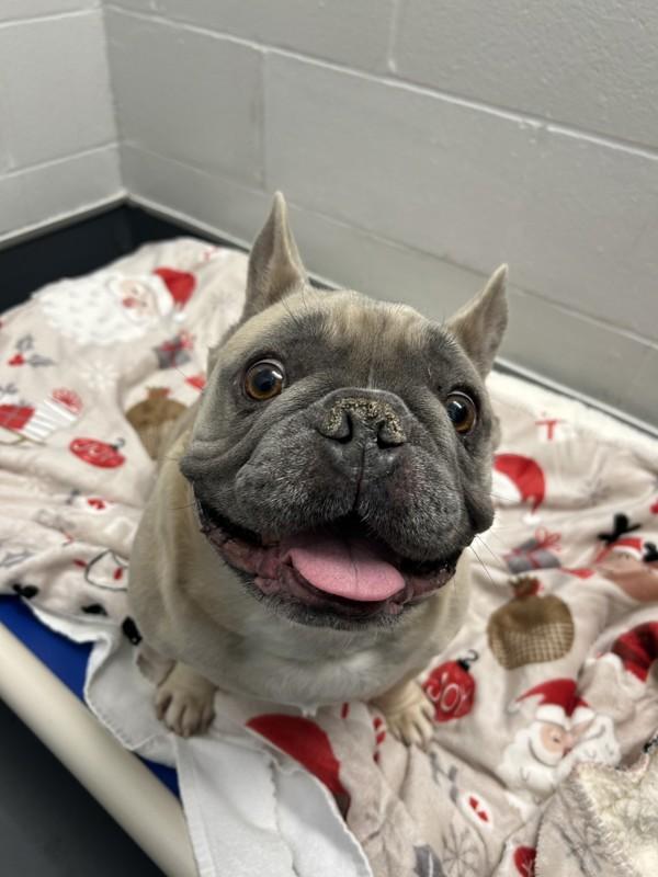 Prince, Adoptable, Adult Male French Bulldog.