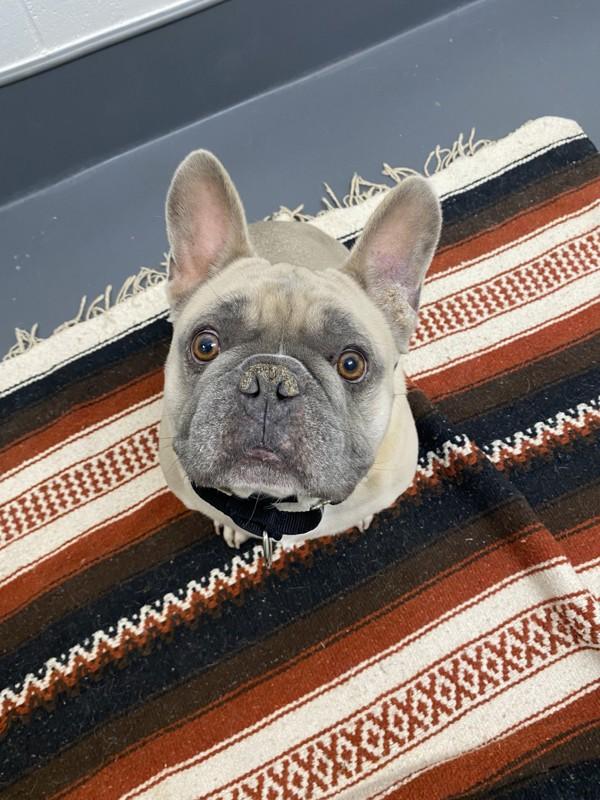 Enlarge Prince, a Adoptable mixed breed in Richmond, BC image 2/4