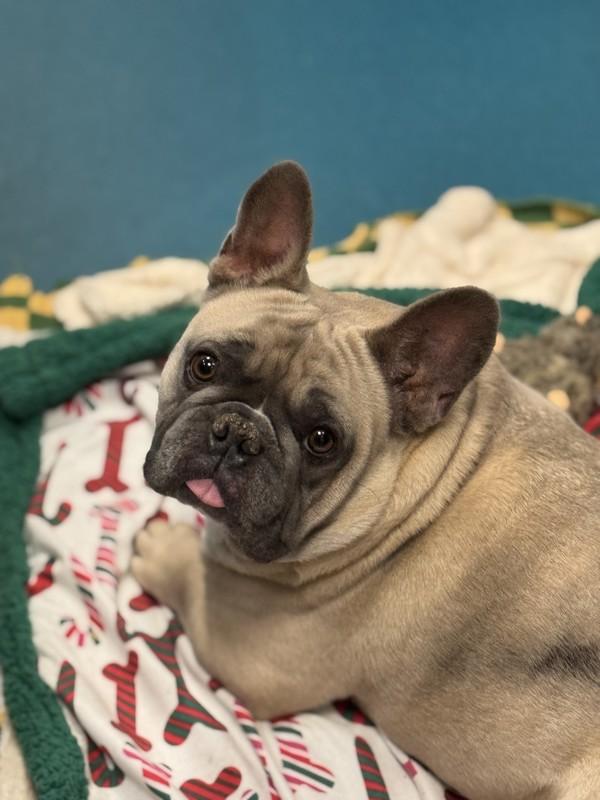 Enlarge Prince, a Adoptable mixed breed in Richmond, BC image 3/4