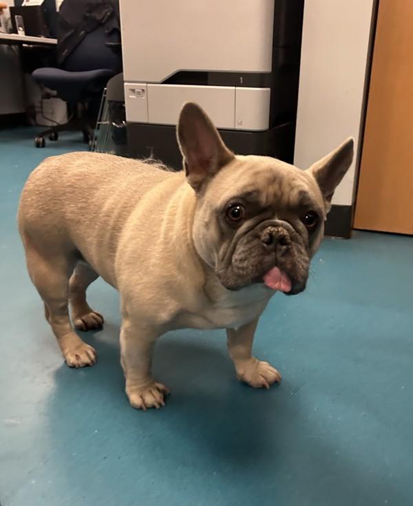 Enlarge Prince, a Adoptable mixed breed in Richmond, BC image 4/4