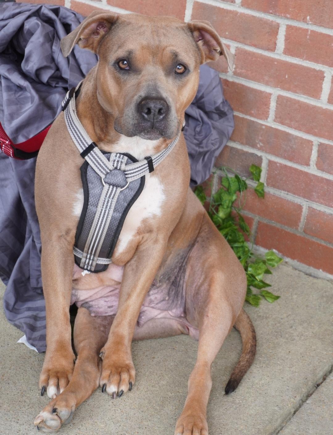 Enlarge Daffodil, a Adoptable mixed breed in Colonial Heights, VA image 3/4