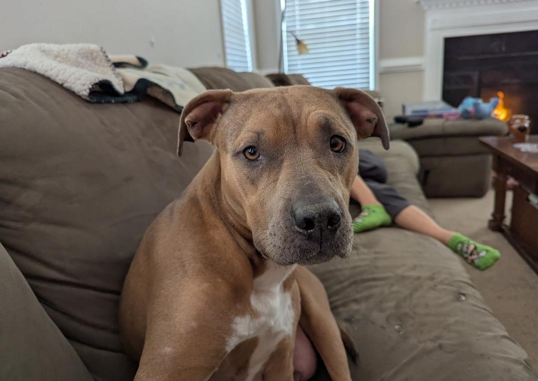 Enlarge Daffodil, a Adoptable mixed breed in Colonial Heights, VA image 4/4