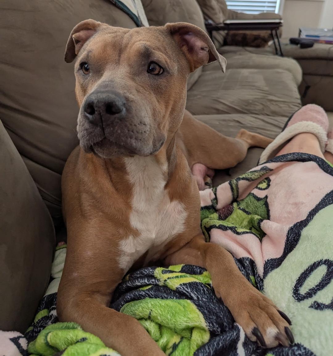 Enlarge Daffodil, a Adoptable mixed breed in Colonial Heights, VA image 2/4