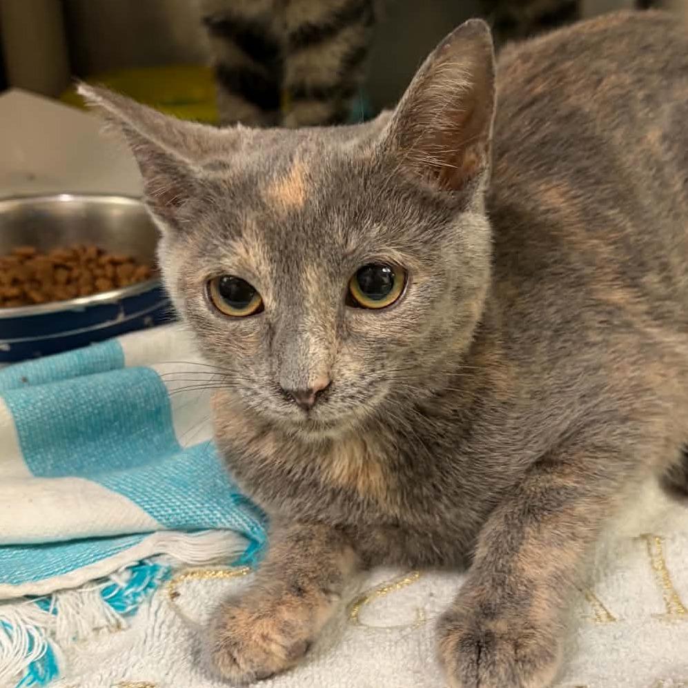 Dolly Parton, Adoptable, Kitten Female Domestic Short Hair.