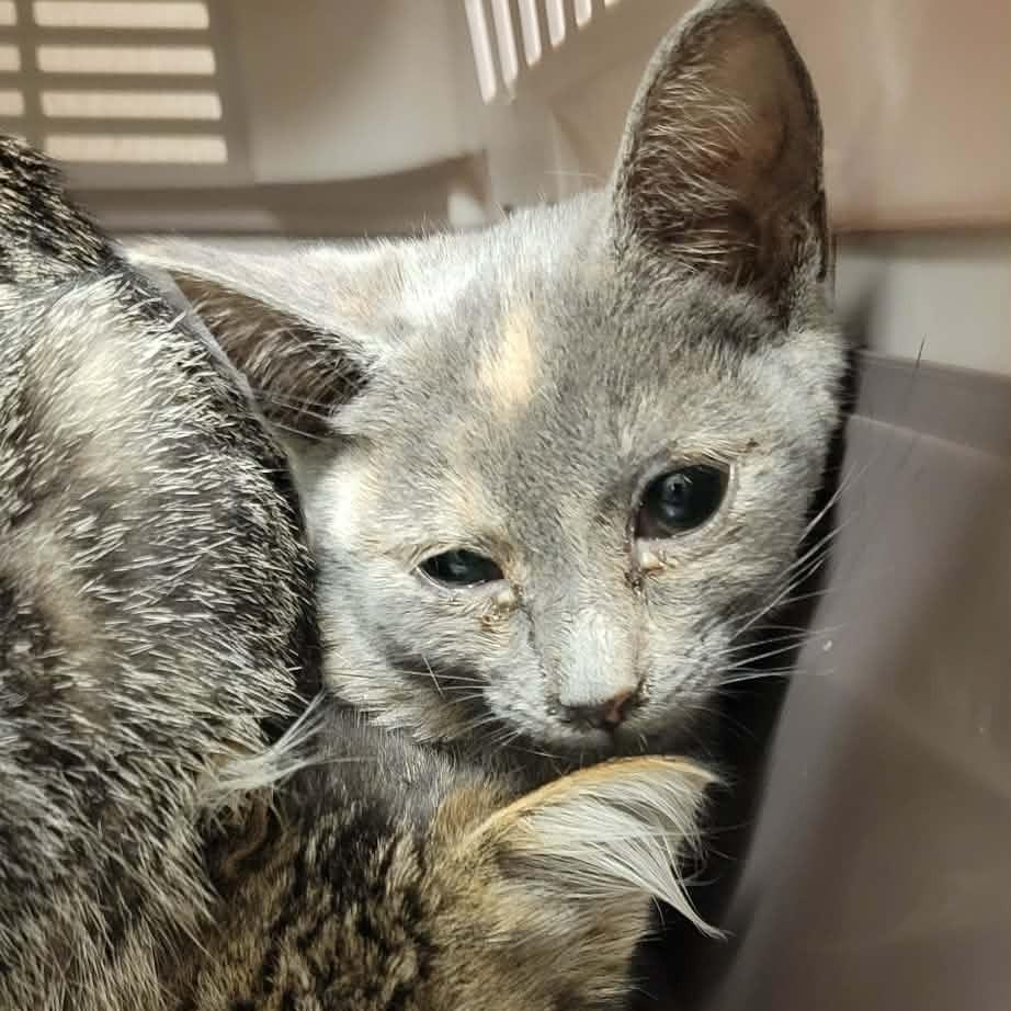 Enlarge Dolly Parton, a Adoptable Domestic Short Hair in Concord, NC image 2/2