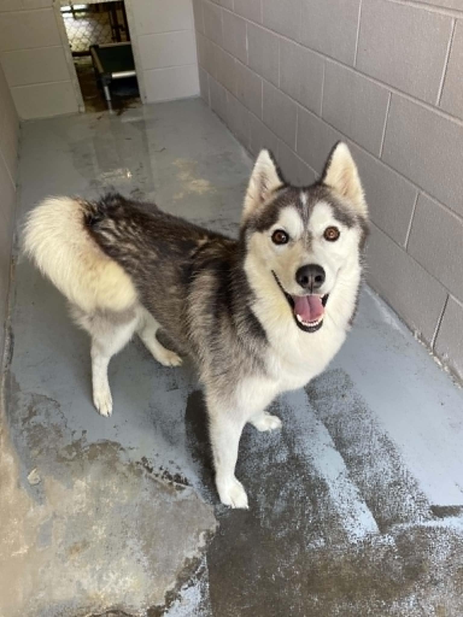 Sasha, ADOPTABLE, Adult Female Husky.