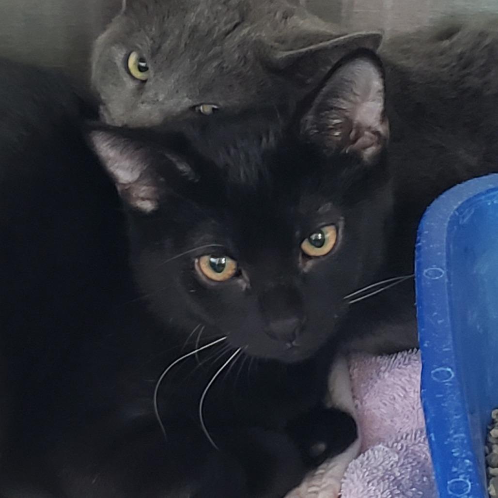 Enlarge Olive bonded w/ Olivia, a Adoptable Domestic Short Hair in Columbia Station, OH image 1/1