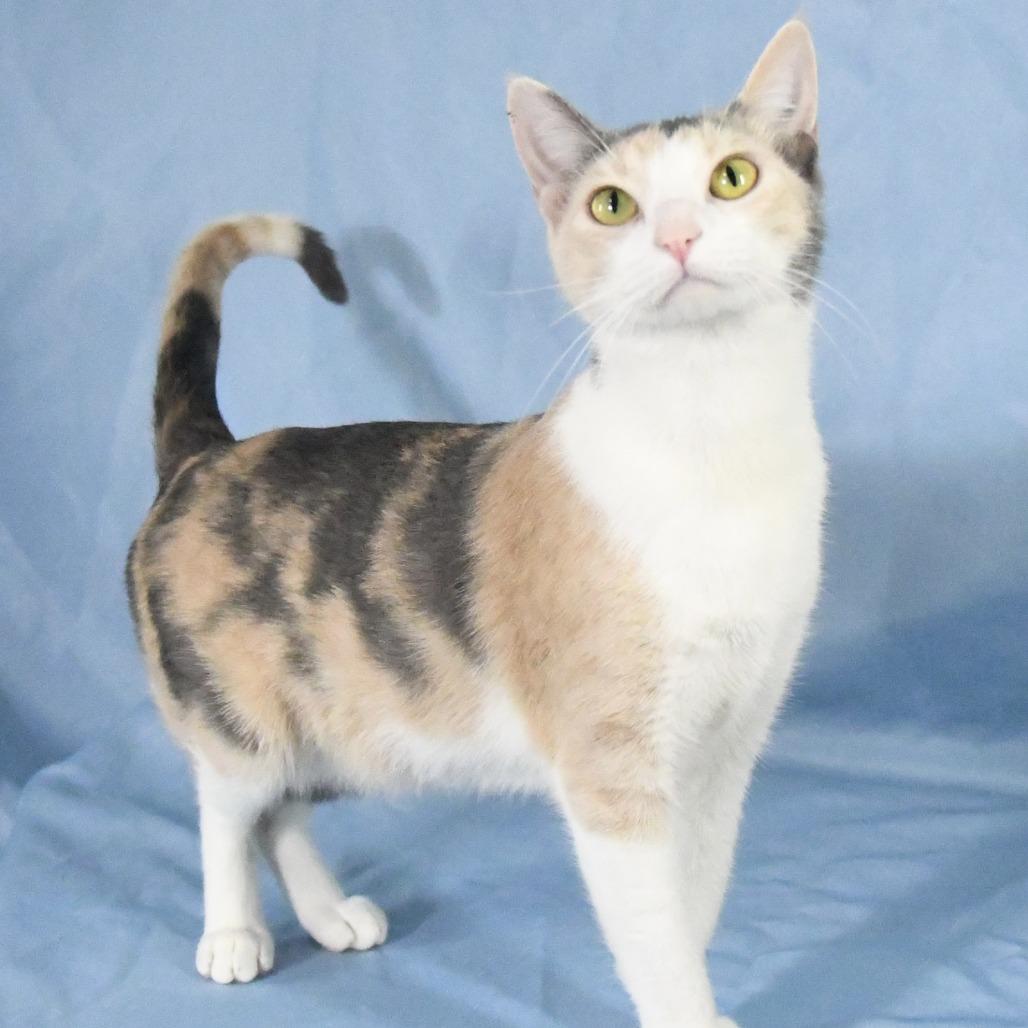 Enlarge Kit Kat, a Adoptable Domestic Medium Hair in Natchez, MS image 2/4