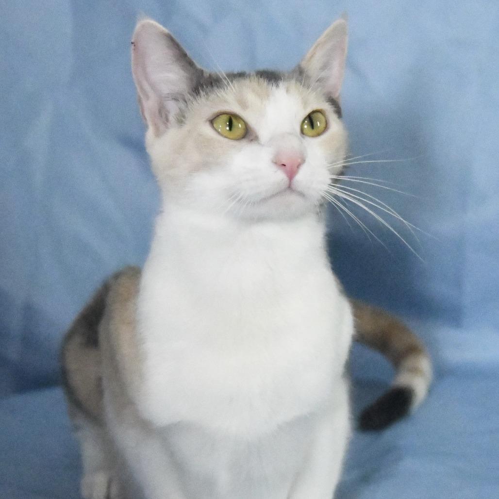Enlarge Kit Kat, a Adoptable Domestic Medium Hair in Natchez, MS image 3/4