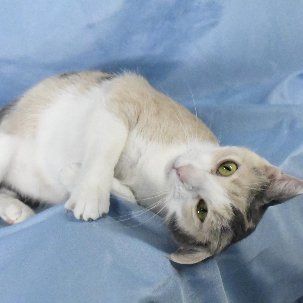 Enlarge Kit Kat, a Adoptable Domestic Medium Hair in Natchez, MS image 4/4