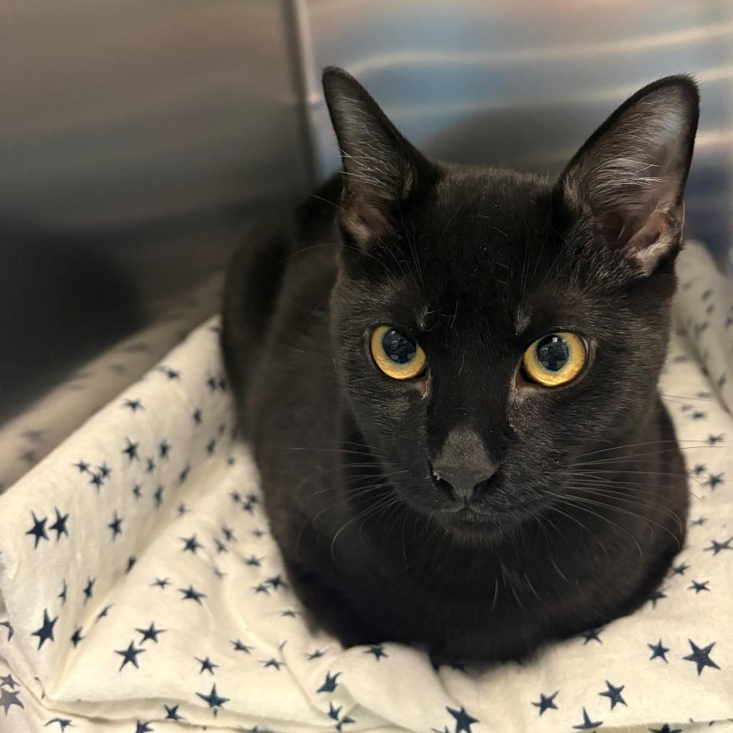 Enlarge Squirrel, a Adoptable Domestic Short Hair in East Hanover, NJ image 1/1