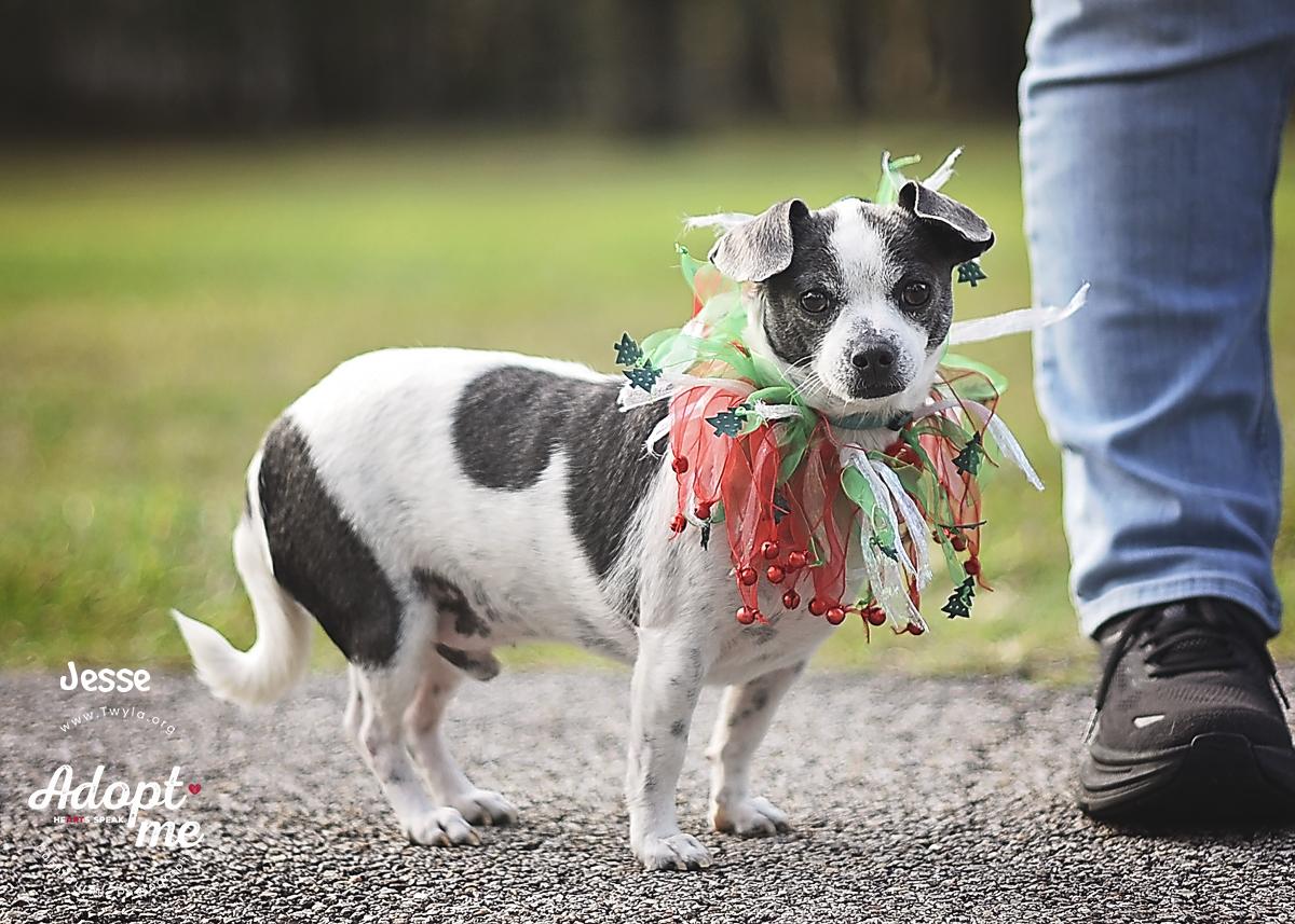 Enlarge Jesse, a ADOPTABLE mixed breed in Kingwood, TX image 4/6