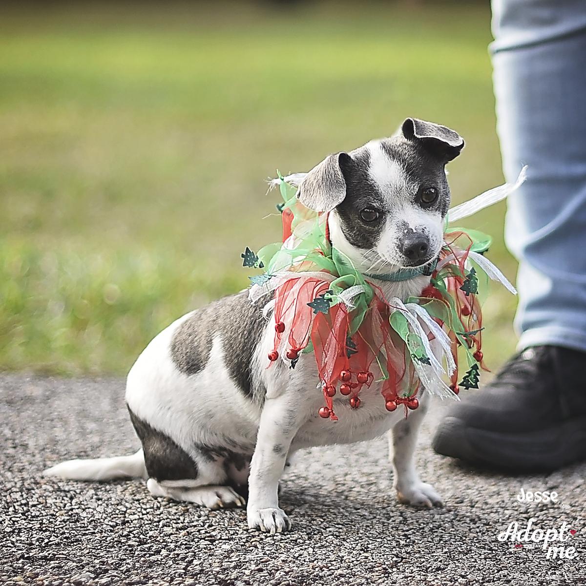 Enlarge Jesse, a ADOPTABLE mixed breed in Kingwood, TX image 6/6