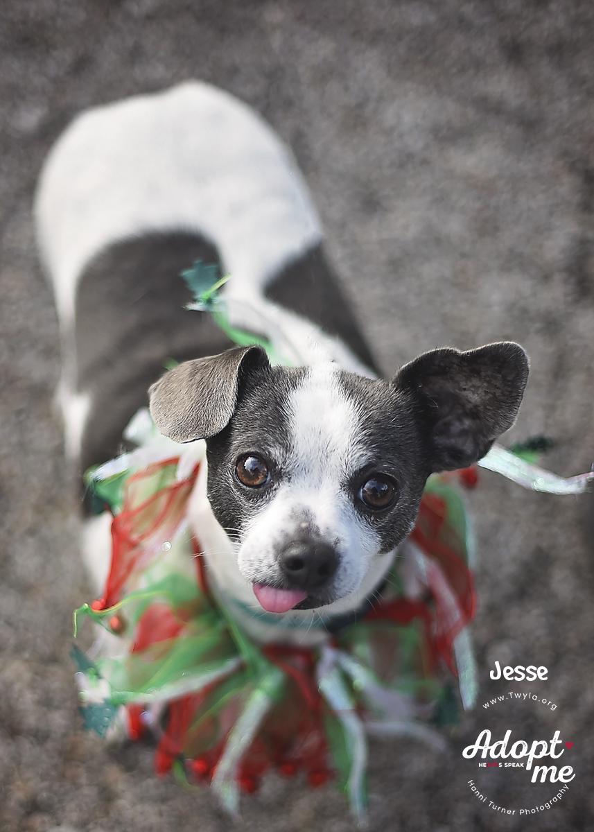 Enlarge Jesse, a ADOPTABLE mixed breed in Kingwood, TX image 3/6