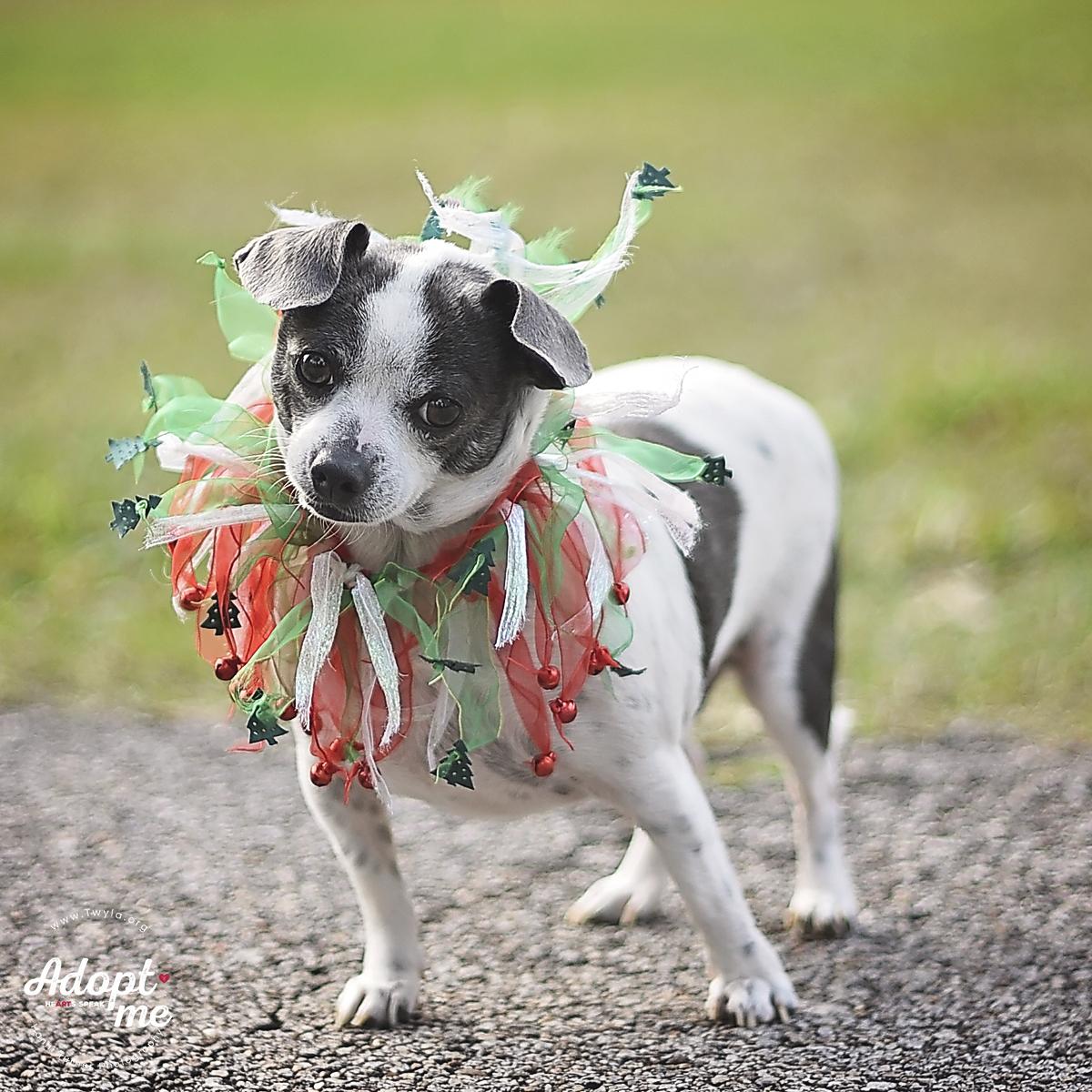 Enlarge Jesse, a ADOPTABLE mixed breed in Kingwood, TX image 2/6
