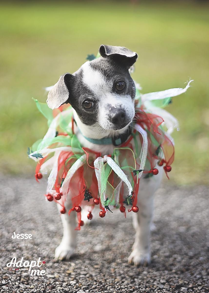 Enlarge Jesse, a ADOPTABLE mixed breed in Kingwood, TX image 5/6
