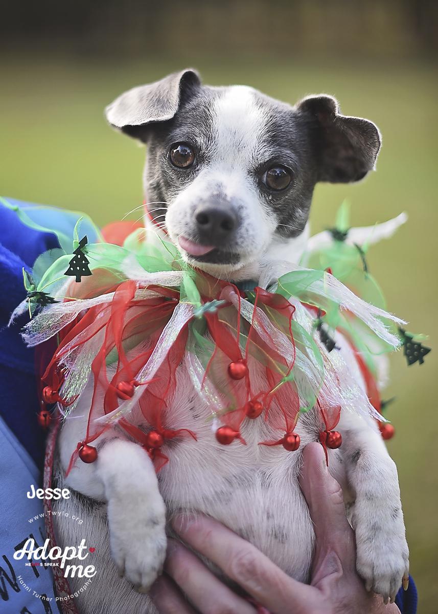 Enlarge Jesse, a ADOPTABLE mixed breed in Kingwood, TX image 1/6