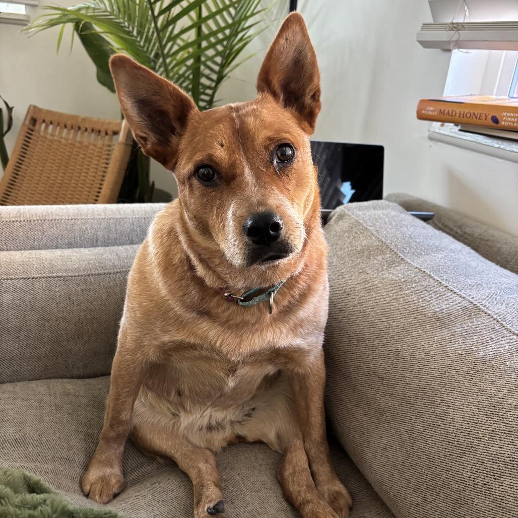 Winnie, Adoptable, Adult Female Mixed Breed.