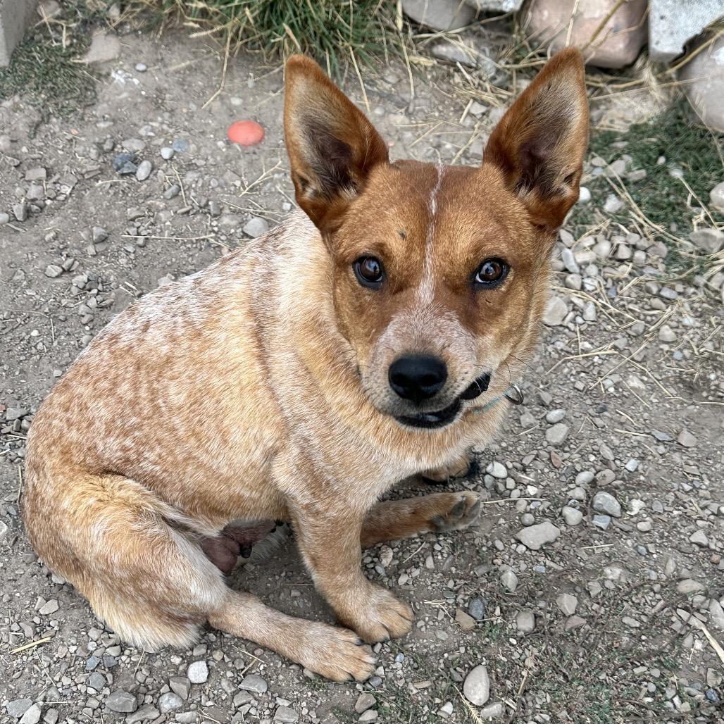 Winnie, a Adoptable Mixed Breed in Park City, UT image 1/6
