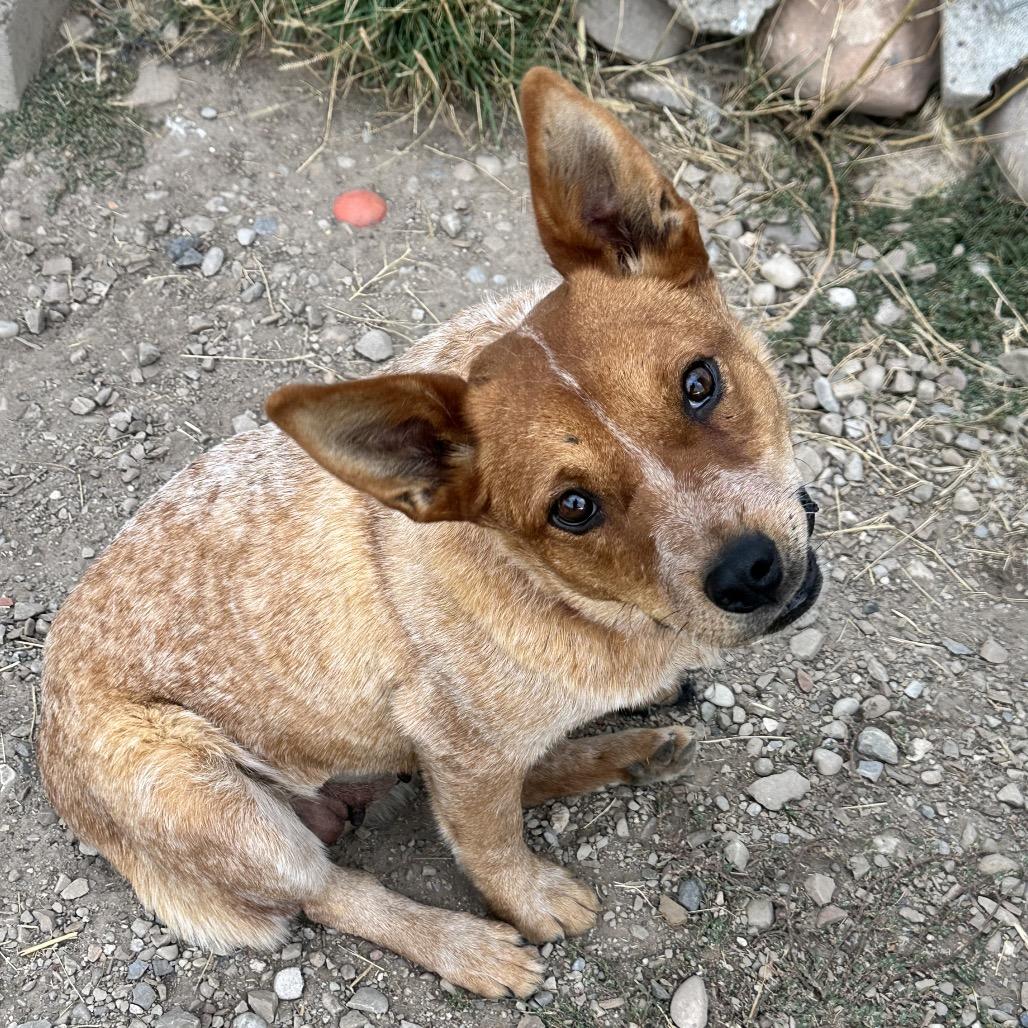 Winnie, a Adoptable Mixed Breed in Park City, UT image 2/6