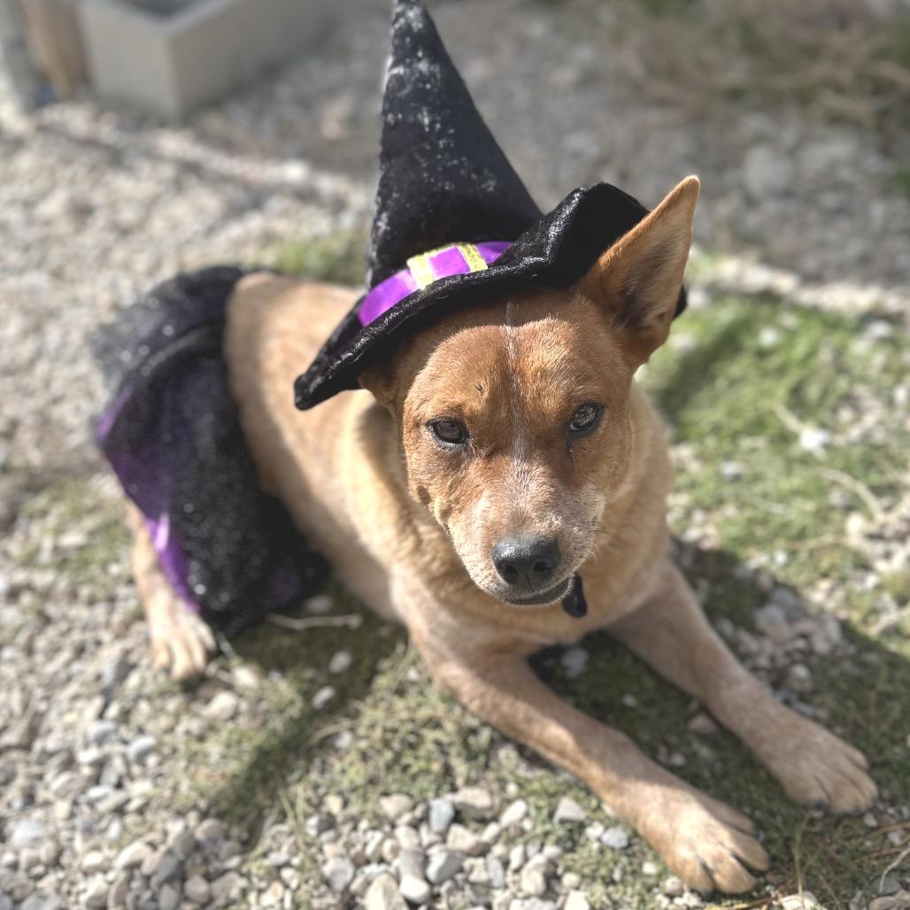 Winnie, a Adoptable Mixed Breed in Park City, UT image 3/6