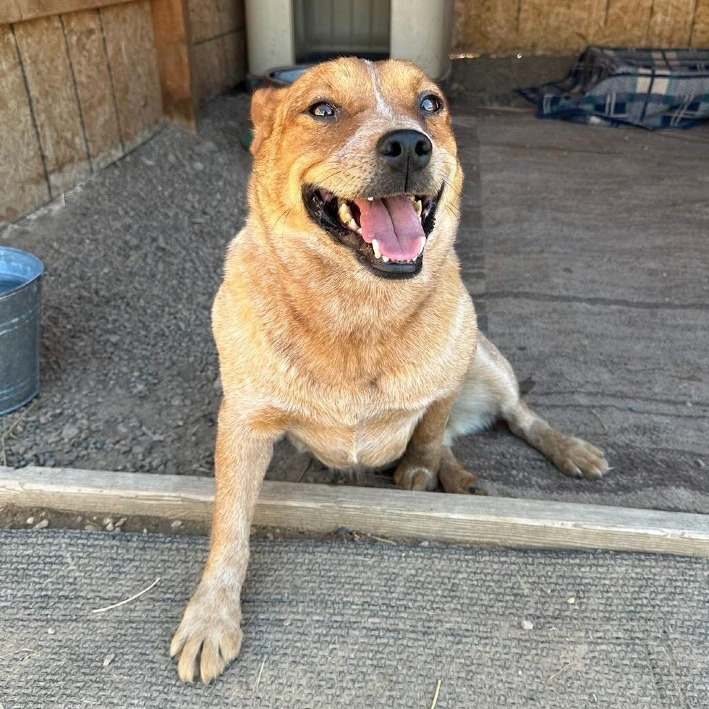 Winnie, a Adoptable Mixed Breed in Park City, UT image 4/6