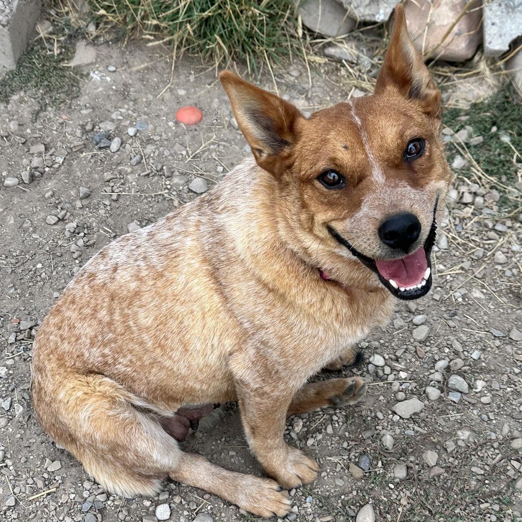Winnie, a Adoptable Mixed Breed in Park City, UT image 5/6
