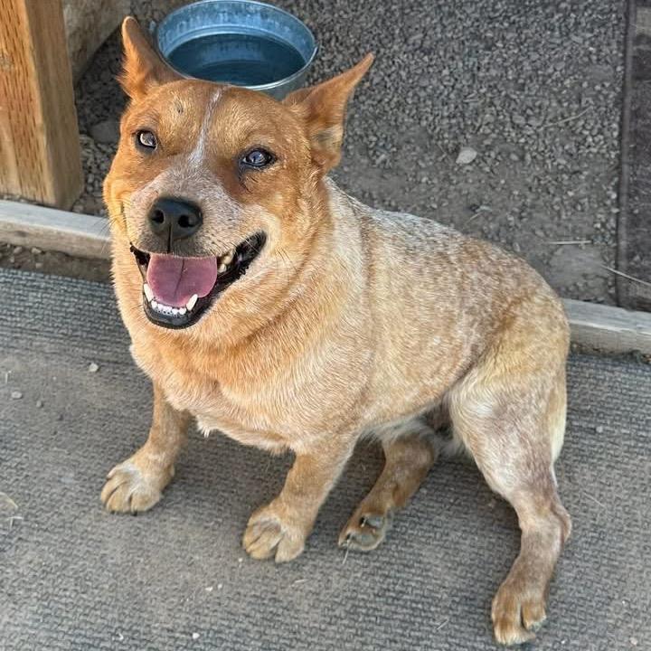 Winnie, a Adoptable Mixed Breed in Park City, UT image 6/6