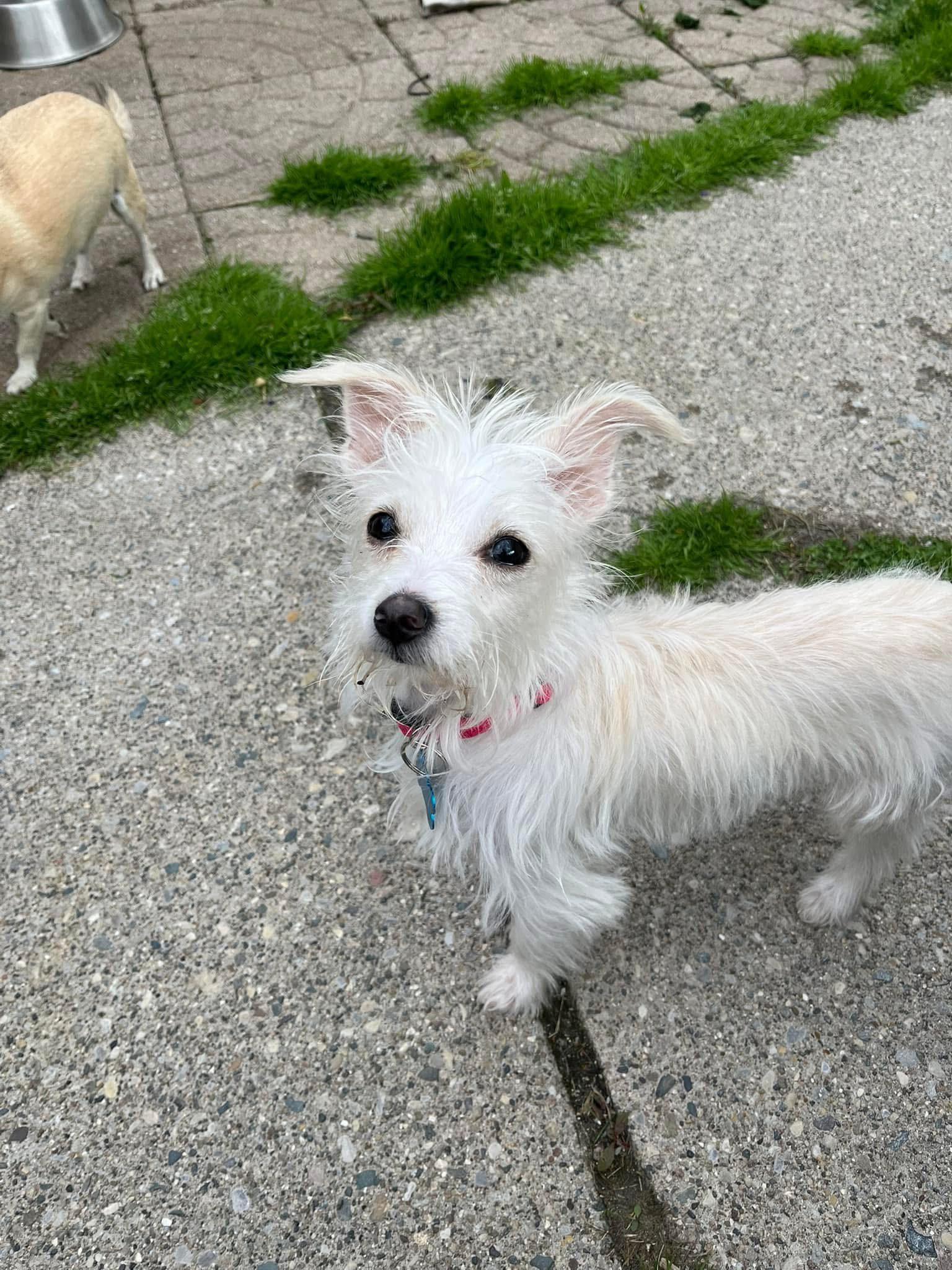 Lottie, an adopted mixed breed in Grosse Pointe Park, MI image 2/2