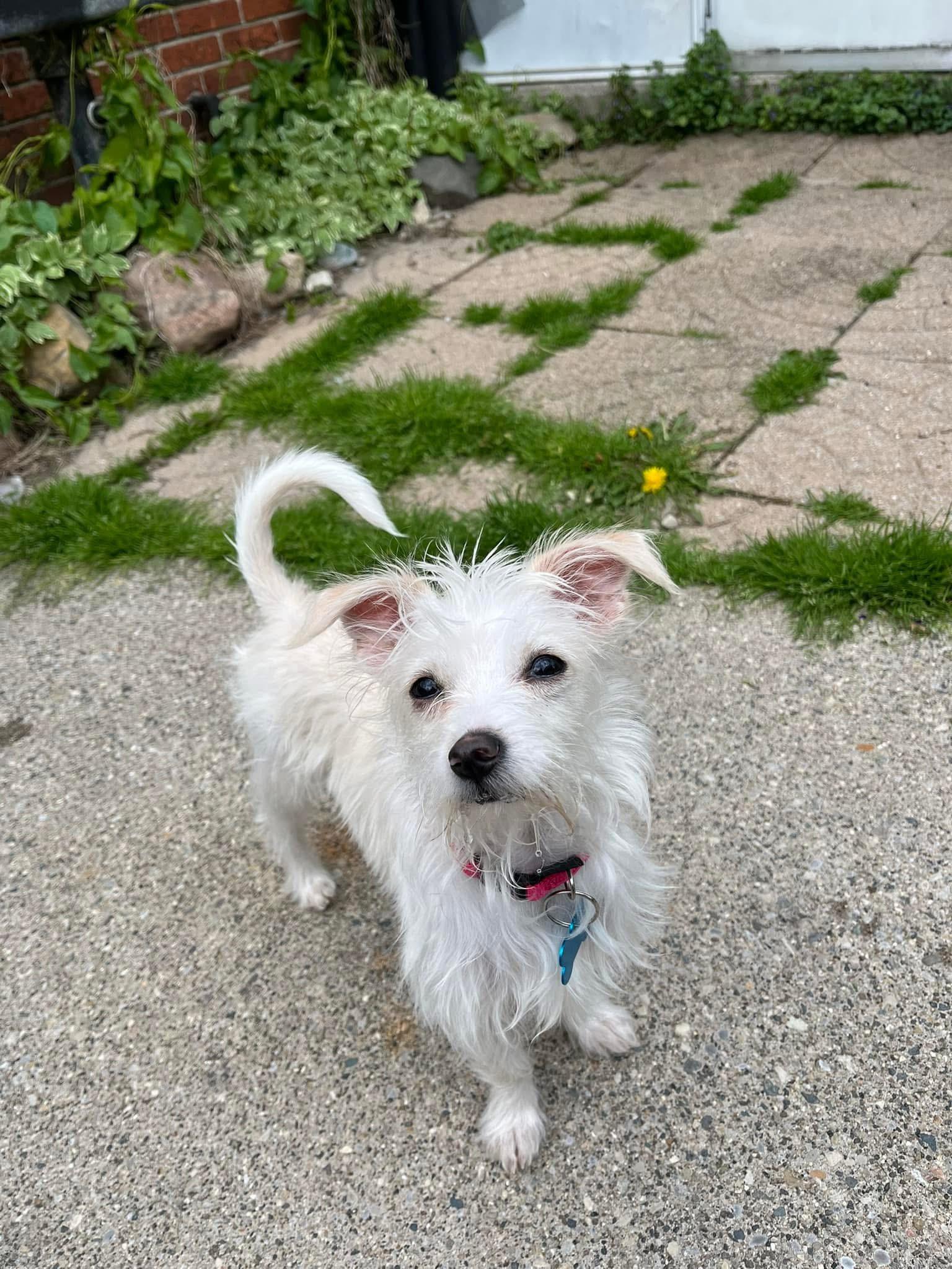Lottie, adopted, Young Female Maltese.