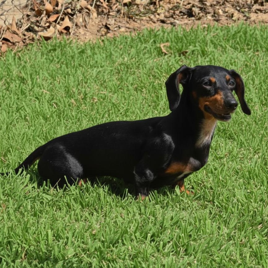 Lilly, Adoptable, Adult Female Miniature Dachshund.