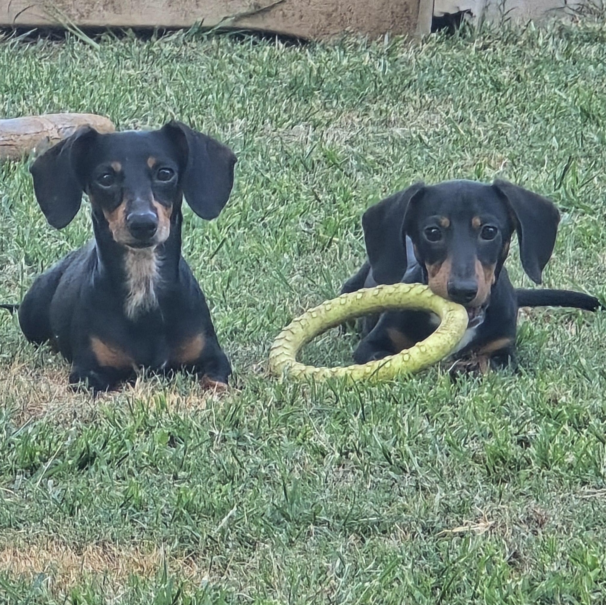 Lilly, a Adoptable Miniature Dachshund in Athens, AL image 2/4