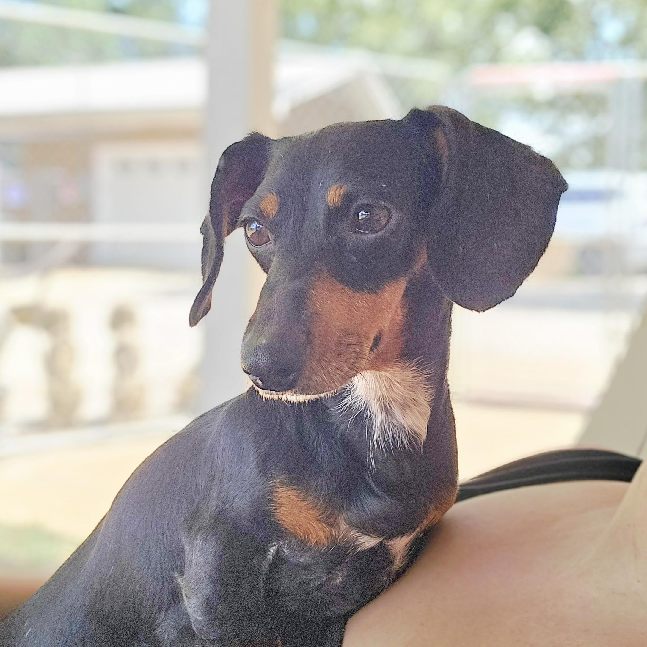 Lilly, a Adoptable Miniature Dachshund in Athens, AL image 3/4