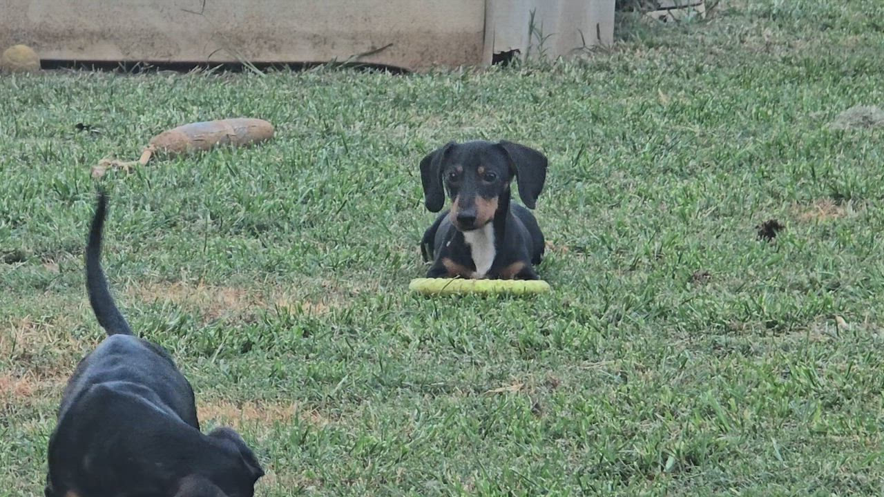 Enlarge Lilly, a Adoptable Miniature Dachshund in Athens, AL video 4/4