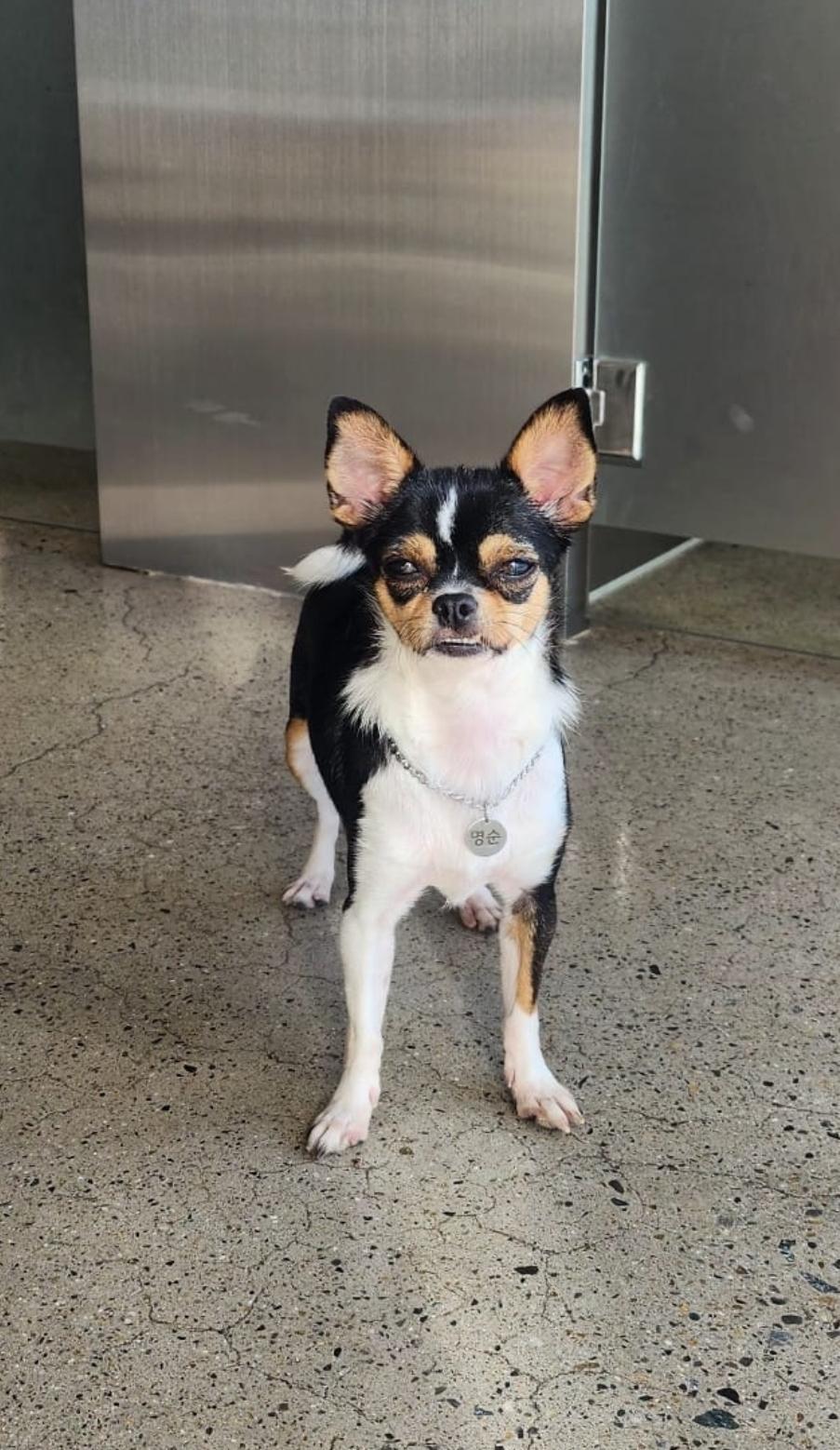 Enlarge Sunny, a Adoptable Chihuahua in Toronto, ON image 5/6