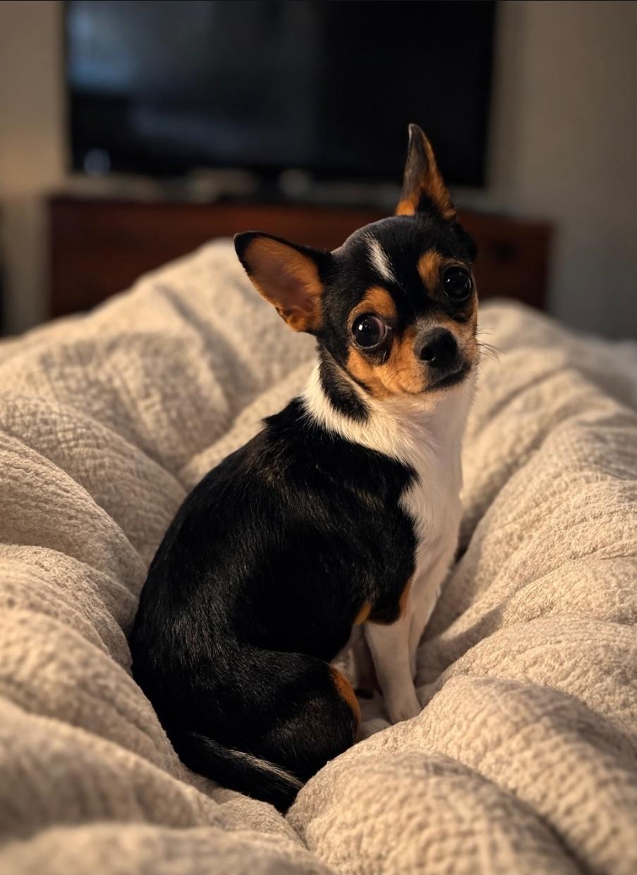 Enlarge Sunny, a Adoptable Chihuahua in Toronto, ON image 1/6