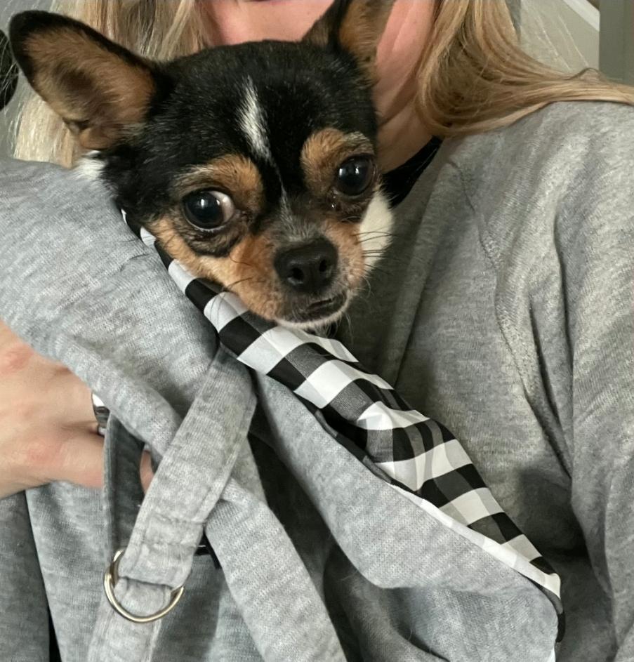 Enlarge Sunny, a Adoptable Chihuahua in Toronto, ON image 4/6