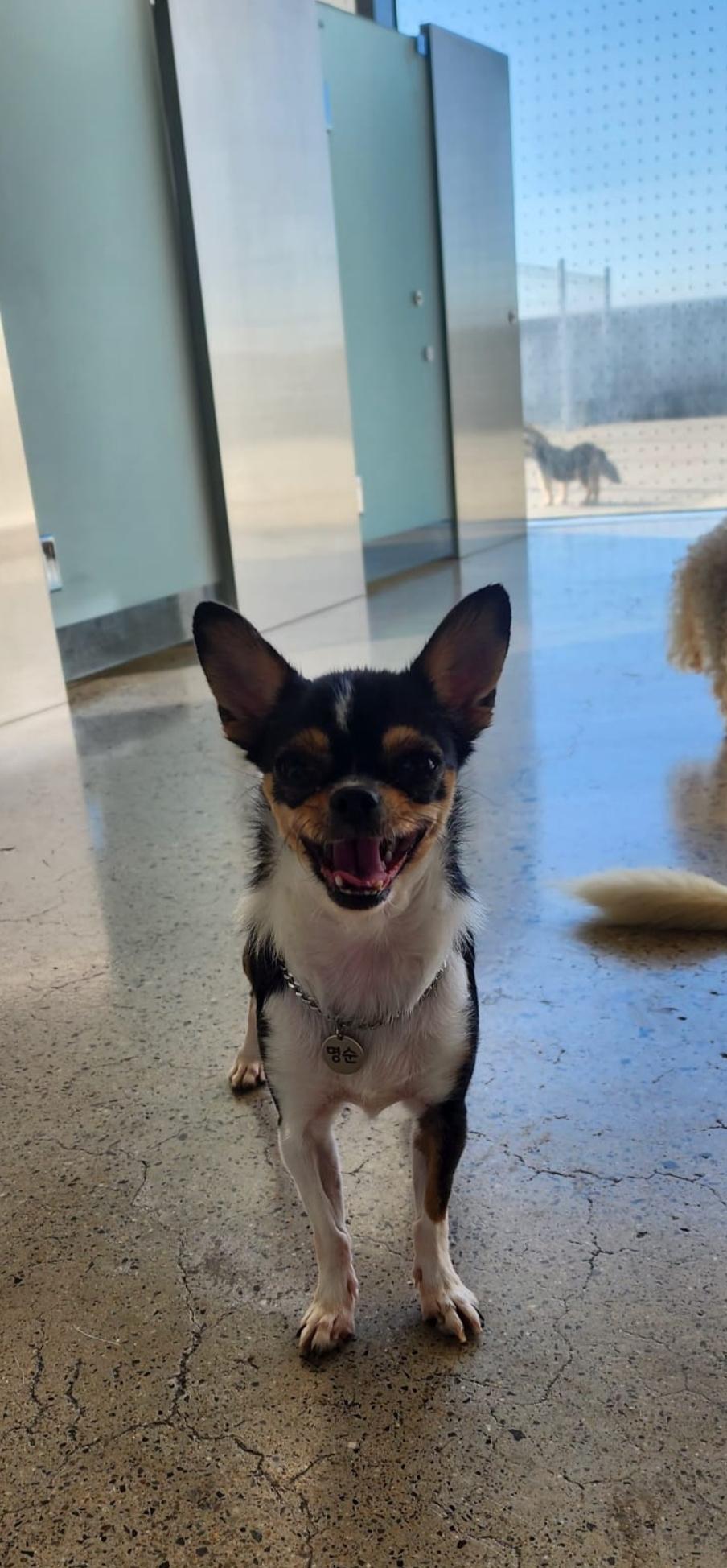 Enlarge Sunny, a Adoptable Chihuahua in Toronto, ON image 2/6