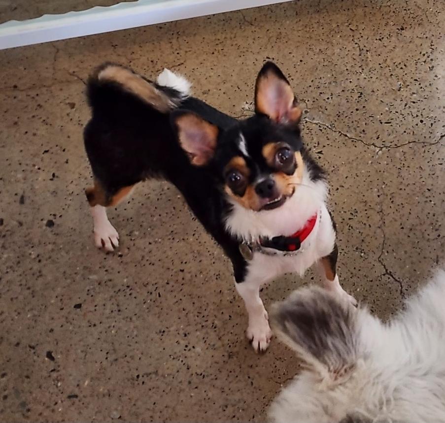 Enlarge Sunny, a Adoptable Chihuahua in Toronto, ON image 3/6