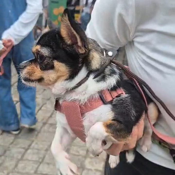 Enlarge Sunny, a Adoptable Chihuahua in Toronto, ON video 6/6