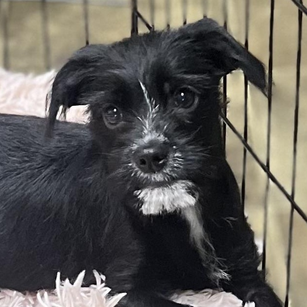 Enlarge Gatsby, a Adoptable mixed breed in Los Angeles, CA image 2/4