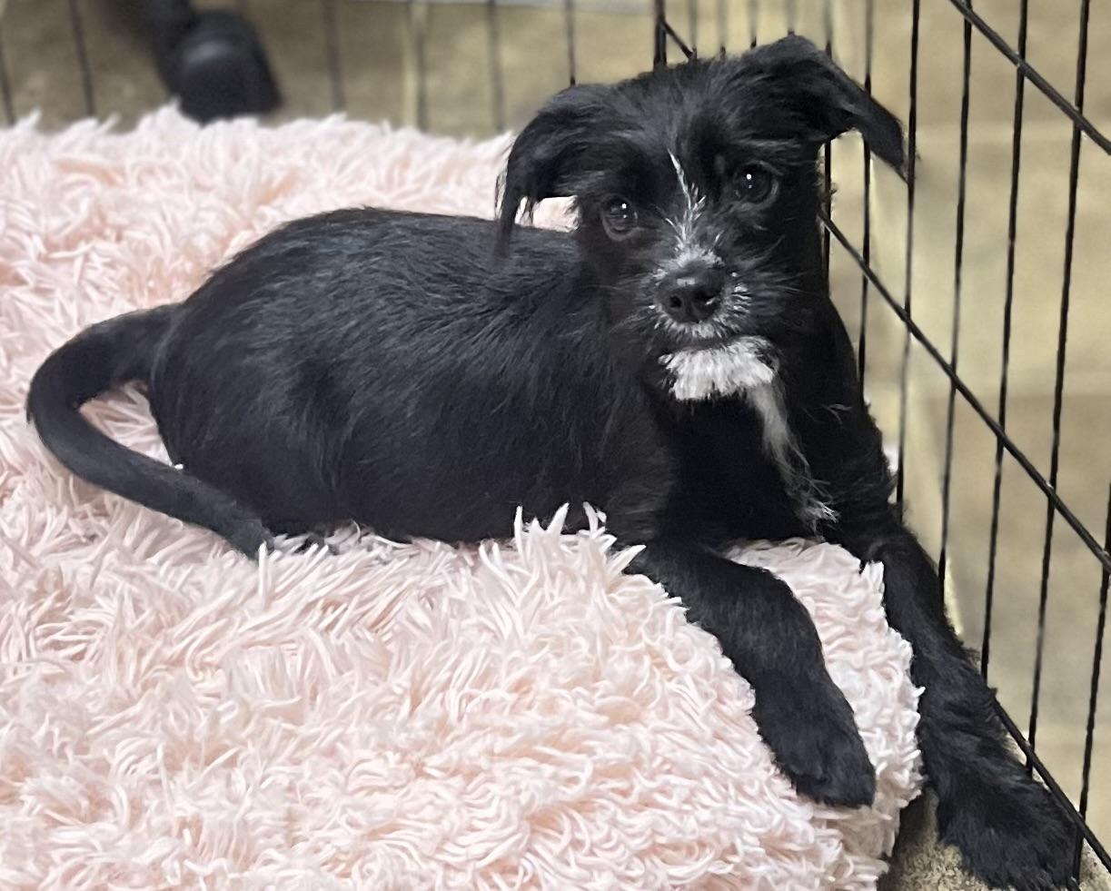 Enlarge Gatsby, a Adoptable mixed breed in Los Angeles, CA image 3/4