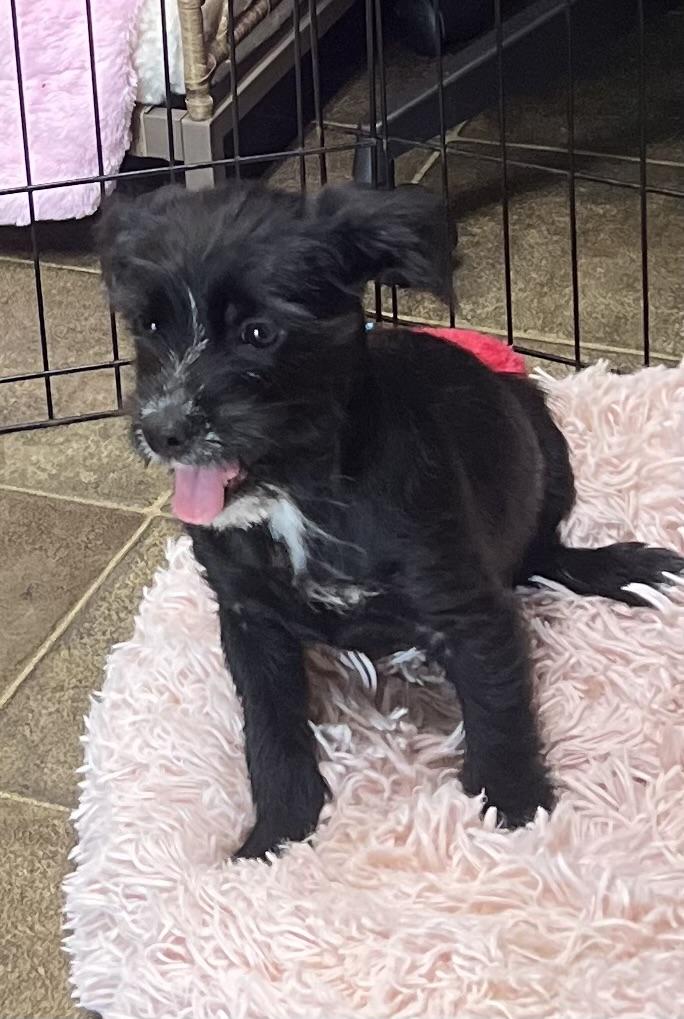 Gatsby, Adoptable, Puppy Male Miniature Pinscher & Terrier.