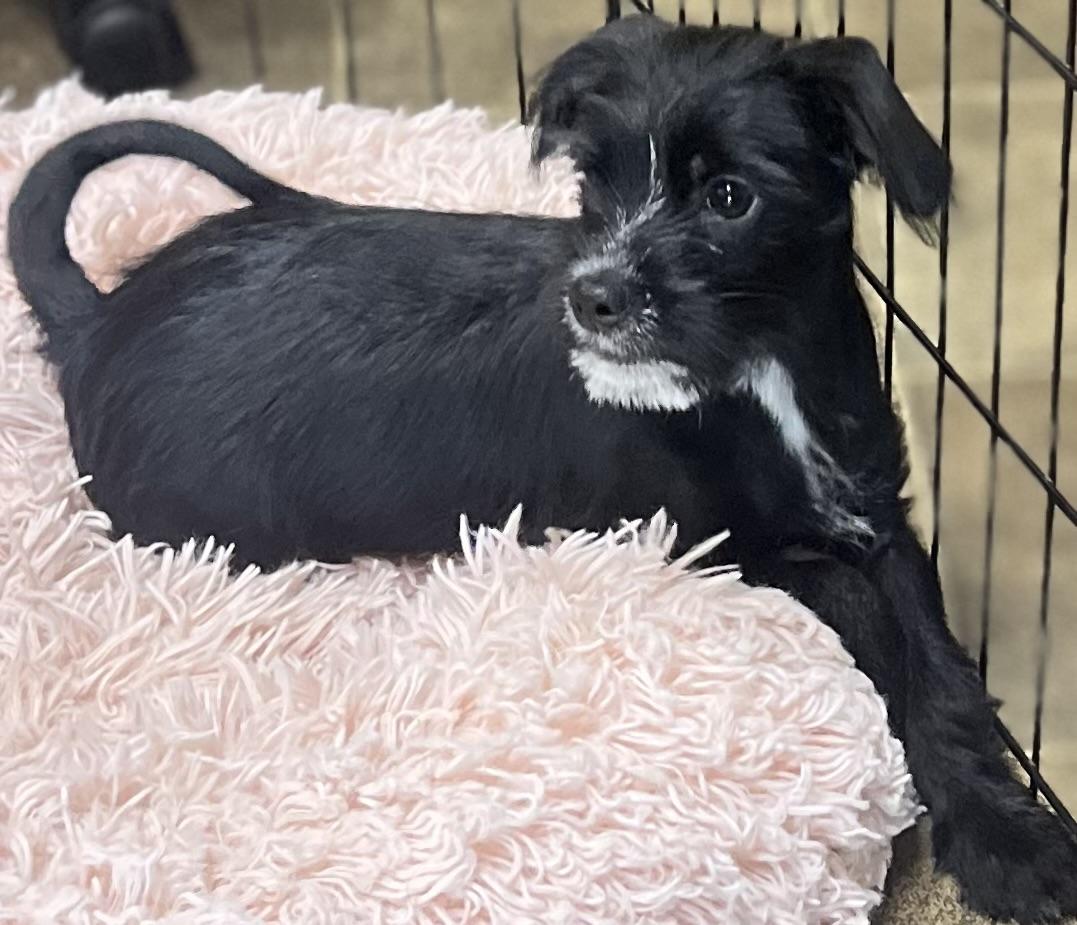 Enlarge Gatsby, a Adoptable mixed breed in Los Angeles, CA image 4/4