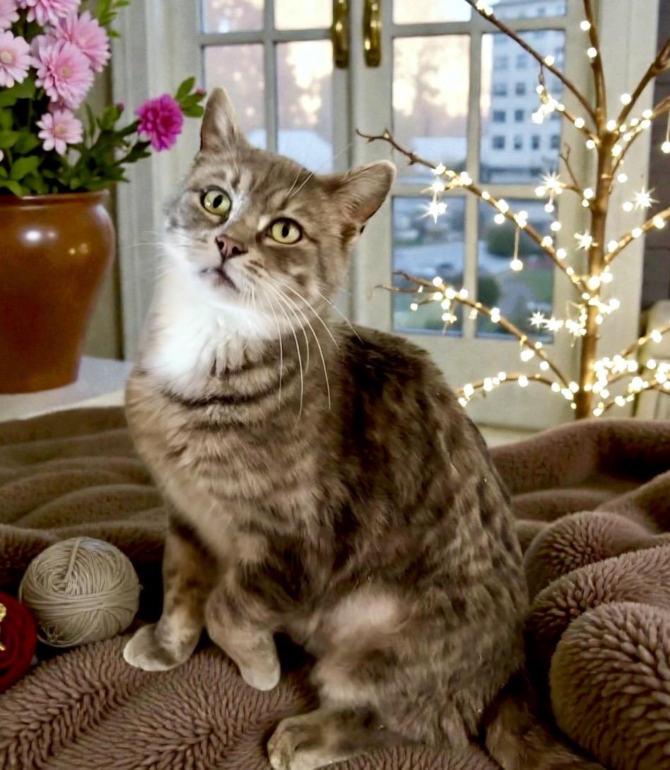 Pretty Girl, a ADOPTABLE Tabby in Perry, IA image 2/4