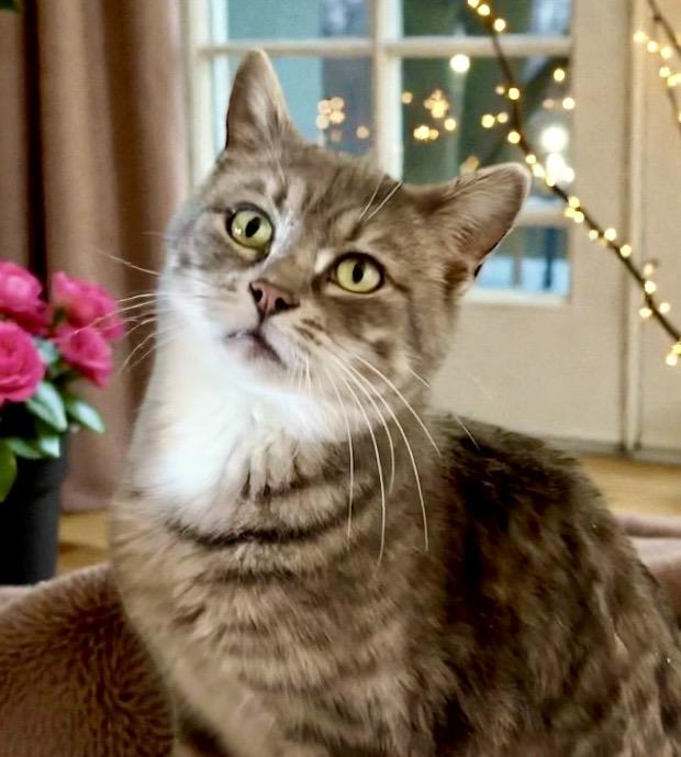 Pretty Girl, a ADOPTABLE Tabby in Perry, IA image 4/4