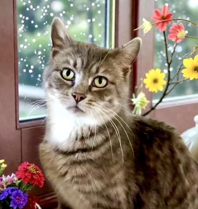 Pretty Girl, ADOPTABLE, Adult Female Tabby.