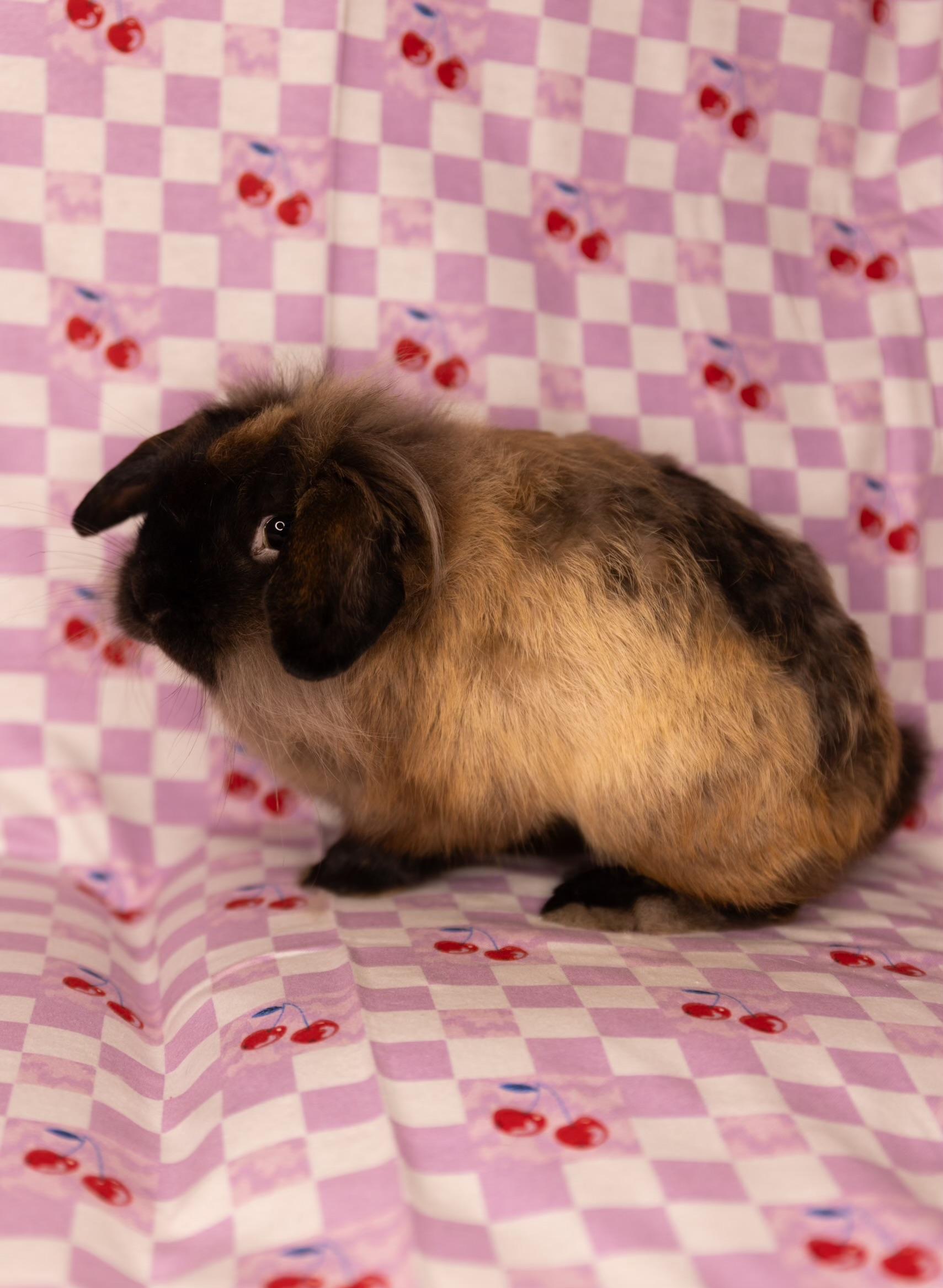 Buffalo Bill, an adopted mixed breed in North Little Rock, AR image 6/6